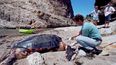 Michael Coffman, de The Marine Mammal Center, revisa a una tortuga laúd en Pismo Beach, California.&nbsp;