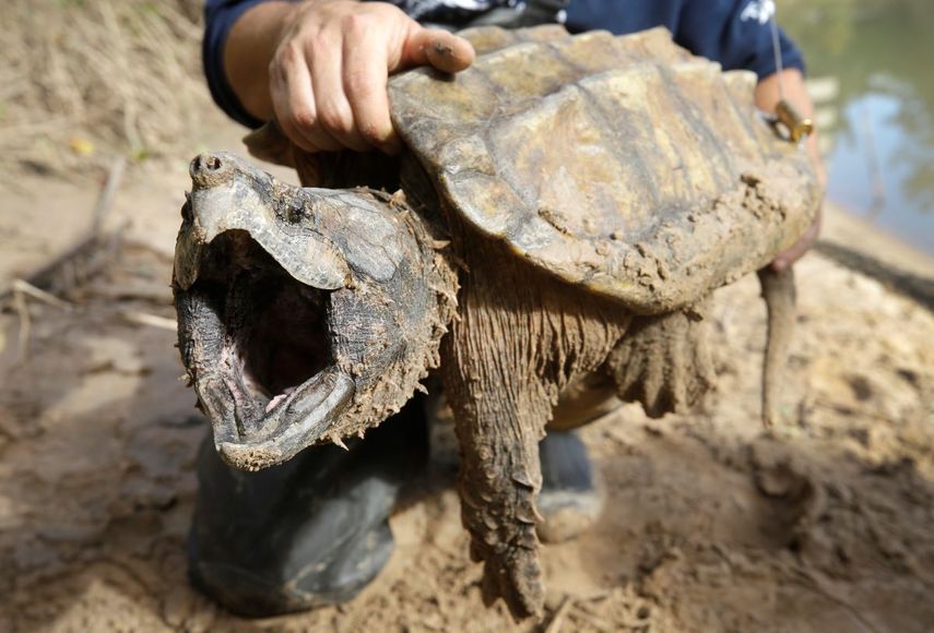 Un ejemplar macho de tortuga caimán abre el hocico después de ser capturado por el Turtle Survival Alliance-North American Freshwater Turtle Research Group.