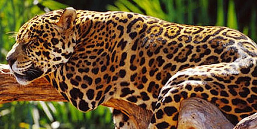 Jaguar (Panthera onca), Brazil.