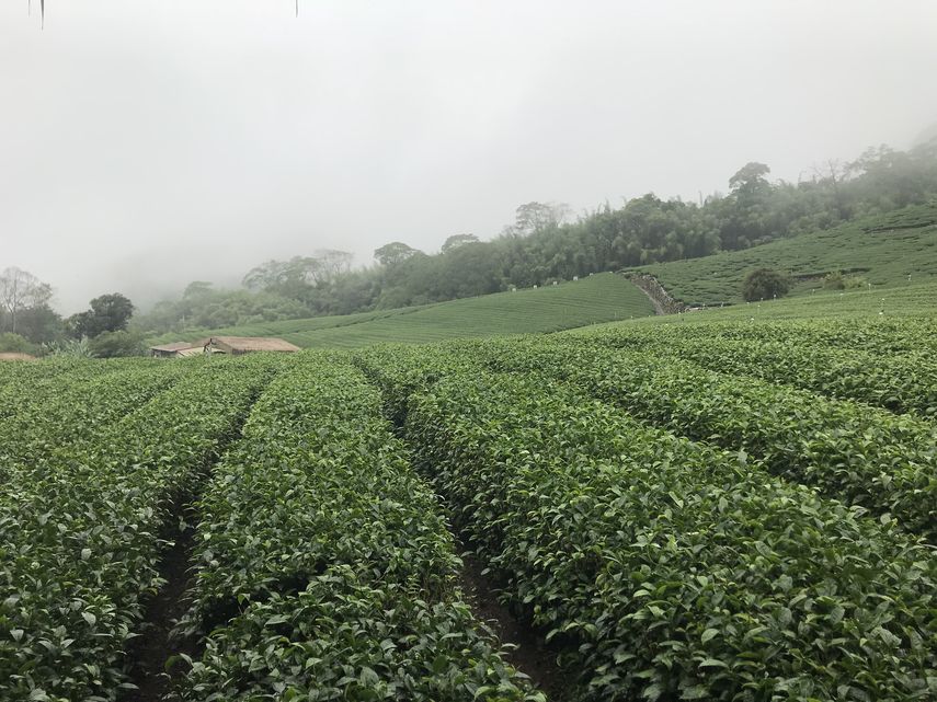 Sembrad&iacute;os de t&eacute;.&nbsp;