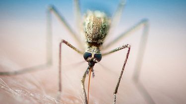 A pesar de que el plasmodium es originario de África, su impacto se ha hecho sentir en todo el mundo. (Archivo)