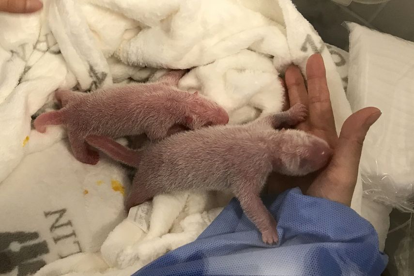 Foto de los pandas recién nacidos en el Zoo de Berlín.&nbsp;
