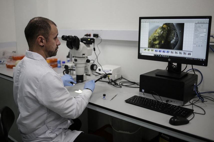 Colombia descubre especie de tiburón extinta hace millones de años