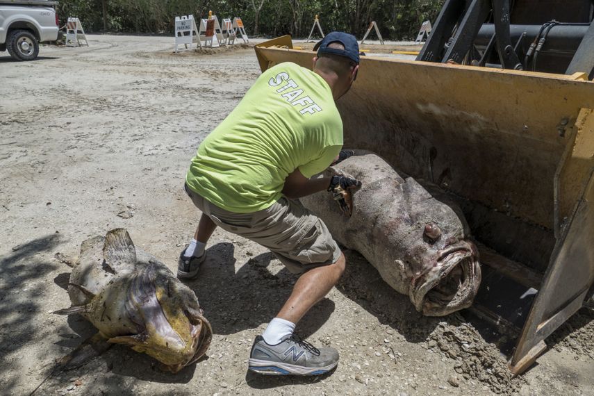 Un operario recoge un pez muerto en la playa Gulfside City Park, en Sanibel, costa oeste de la&nbsp;Florida. La marea&nbsp;roja que afecta desde hace días la costa suroeste de&nbsp;Florida&nbsp;continúa arrastrando miles de peces muertos hasta playas como la de Sanibel, una isla cuyas aguas muestran en algunas zonas el tono rojizo característico de la floración de la microalga tóxica causante de esta contaminación.&nbsp;