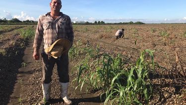 Ante la inminente llegada del huracán Irma los pequeños agricultores prefieren recolectar lo sembrado. 