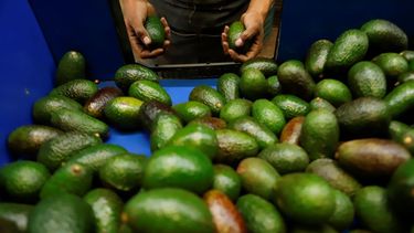Un trabajador selecciona aguacates en una empacadora en Uruapan, estado de Michoacán, México, el 16 de febrero de 2022.