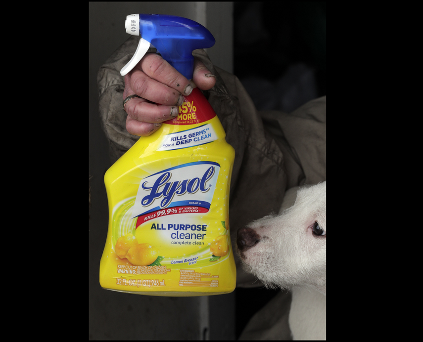 Stacy Kaplus sostiene una botella de spray de limpiador Lysol mientras su perro Greedums la huele en su casa rodante con sus perros en Oakland, California, el martes 24 de marzo de 2020.&nbsp;