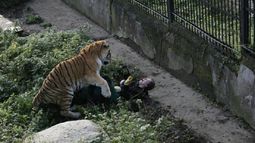 Momento cuando el tigre atacó a su cuidadora.&nbsp;