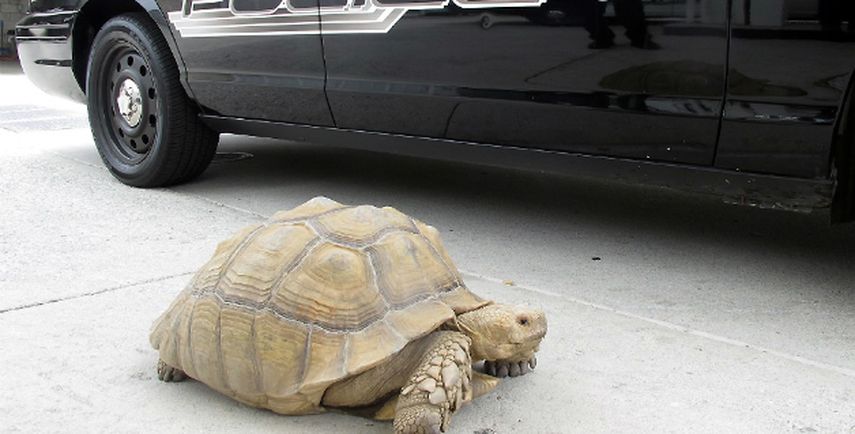 Una tortuga gigante que se desplazaba por una calles de Los Ángeles (AP)