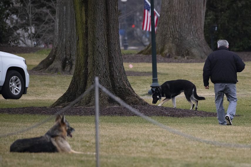 Los perros de Joe Biden, Champ y Major, se mudaron a la Casa Blanca, reviviendo una larga tradición de mascotas presidenciales.&nbsp; &nbsp; JIM WATSON / AFP