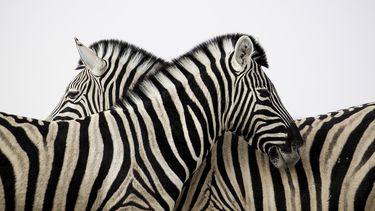 Dos cebras se pasean cerca de Washington