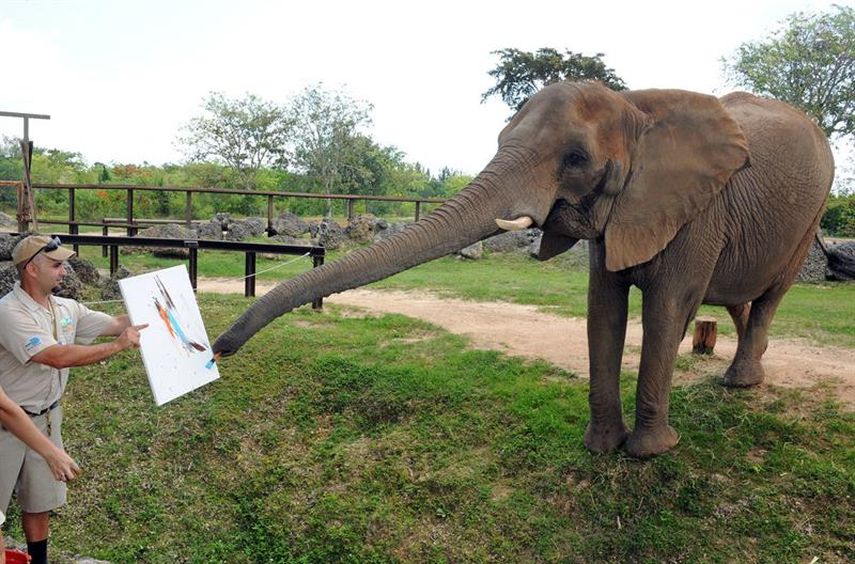 La muestra pretendía exponer la relación inmediata entre cada animal y su entrenador. Foto EFE.