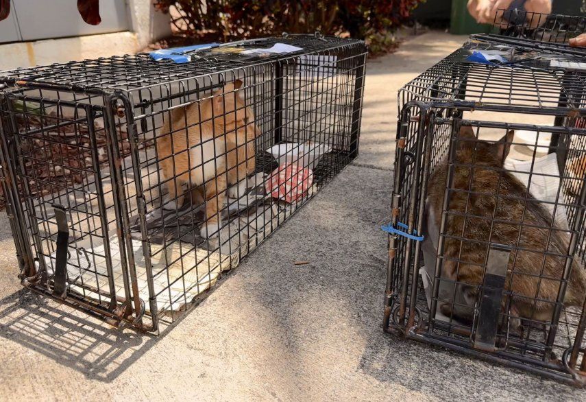 Dos gatas a punto de ser devueltas a su comunidad tras una cirugía de esterilización y vacunas en Animal Services.