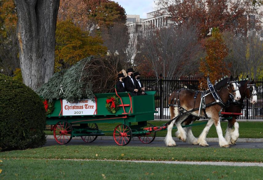 Momentos en que llevan el Árbol de Navidad a la Casa Blanca
