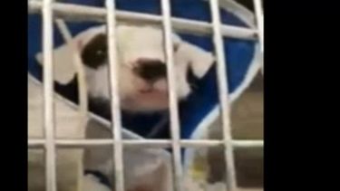Los cuatro cachorros están luchando por sus vidas.