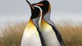 Los pingüinos son un claro ejemplo de aves con comportamientos homosexuales. (CORTESÍA/pinguinorey.com)