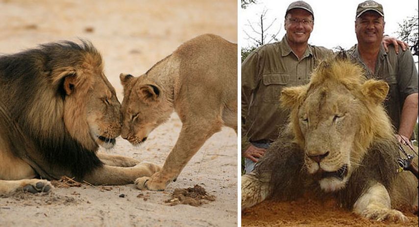El león Cecil con una de sus crías (foto izq.) y el cazador Walter Palmer (izq.) junto a otro hombre posan junto al cadáver del animal. (TWITTER) 
