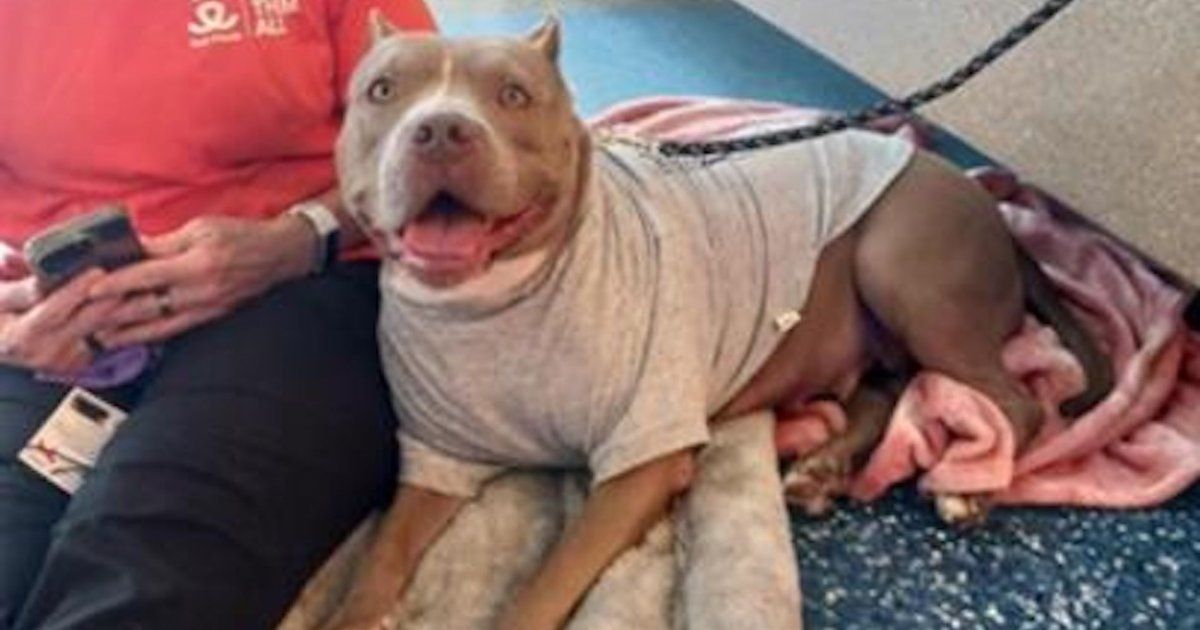 Best Friends Animal Society y Miami-Dade Animal Services se asocian para salvar más vidas