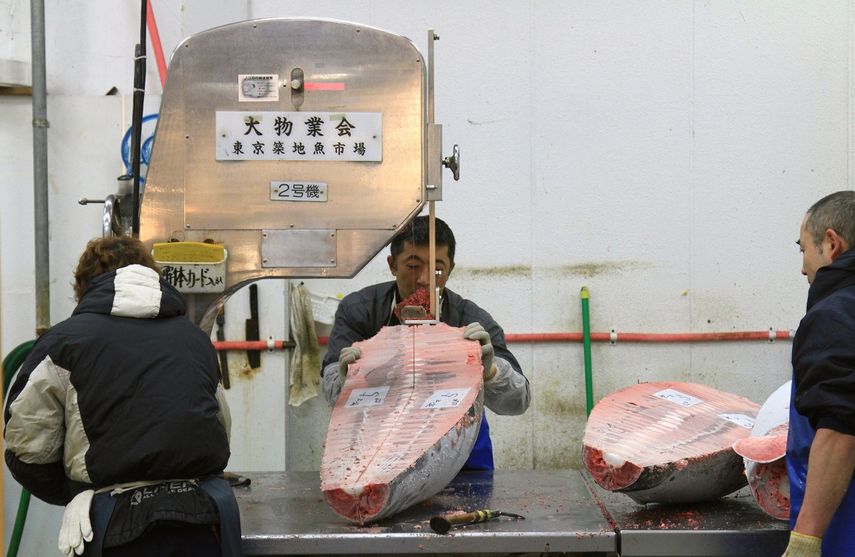 Para trocear los atunes se utilizan enormes sierras.&nbsp;