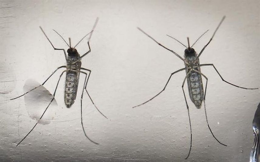 Fotografía del mosquito Aedes aegypti responsable de la transmisión del virus del Zika. (EFE/Archivo)