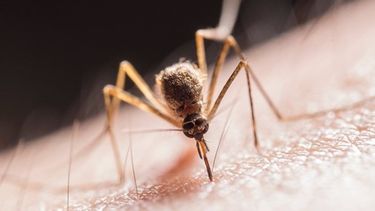 Foto de la mosca de arena, capaz de portar infecciones del parásito Leishmania