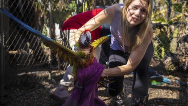 Alexis Highland sostiene un loro en el Santuario Malama Manu en Pine Island, Florida, el martes 4 de octubre de 2022.&nbsp;