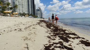 Presencia de sargazo den Sunny Isles Beach