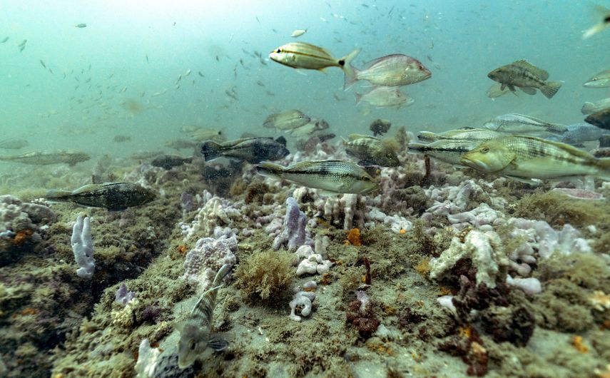 Meros negros y pargos rojos nadan sobre el fondo lleno de invertebrados y algas en el Santuario Marino Nacional de Grays Reef, el lunes 28 de octubre de 2019 en la costa de Savannah, Georgia, Estados Unidos.&nbsp;