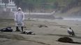 Un trabajador municipal recoge los pelícanos muertos como parte de un equipo de trabajadores enviados para retirarlos de la playa de Santa María en Lima, Perú.&nbsp;