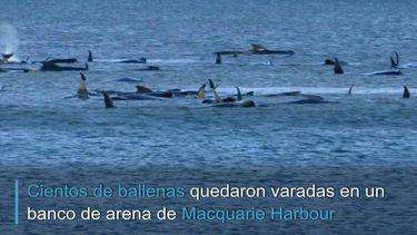 Cientos de ballenas quedaron varadas en un banco de arena de Macquarie Harbour, Australia.&nbsp;