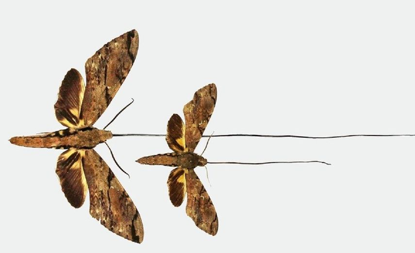 La nueva especie de polilla tiene la lengua más larga de todos los insectos, por lo que puede alcanzar el néctar en el fondo de la orquídea estrella de Madagascar