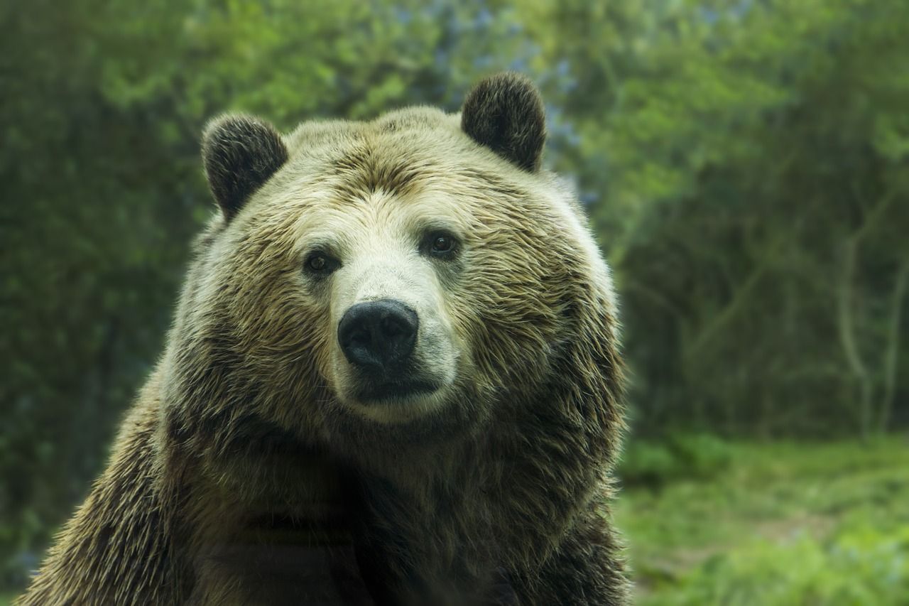Cárcel para mujer por selfie con osa grizzly Cárcel para mujer por selfie con osa grizzly