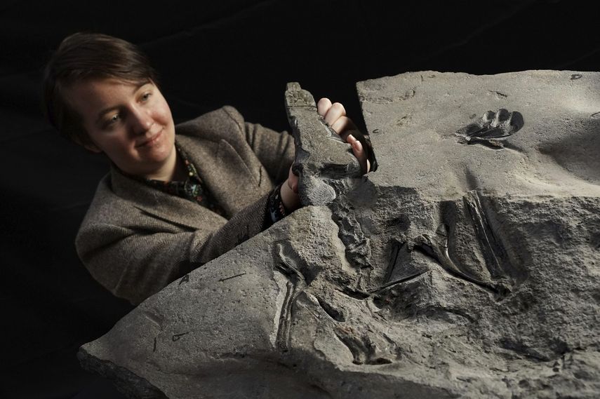 En esta foto sin fecha emitida por el Museo Nacional de Escocia el 22 de febrero del 2022, la estudiante de la Universidad de Edinburgo Natalia Jagielska posa junto al mayor pterosaurio jurásico en el mundo, excavado en la isla Skye.&nbsp;