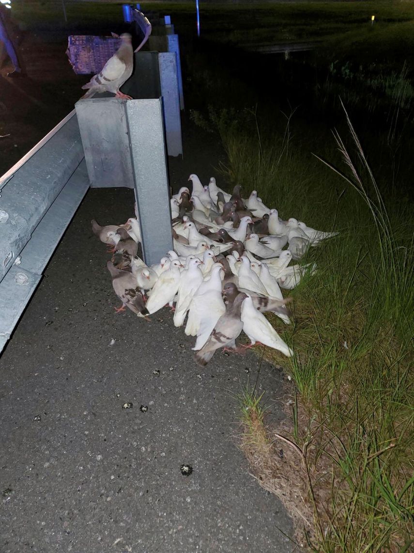 Esta fotografía proporcionada por la oficina de Control Animal del condado Volusia muestra palomas mensajeras en una salida de la carretera interestatal 95, en Florida. Una caja con 100 de esas palomas se cayó de un camión, cerca de Daytona Beach.&nbsp;