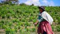 Una mujer recolecta hojas de coca en una plantación de coca en Trinidad Pampa, Yungas, Bolivia el 24 de octubre de 2020. Los cultivadores de coca de la región de los Yungas en el oeste de Bolivia tienen esperanzas de tiempos mejores después de la elección de Luis Arce como presidente, desde el expresidente Evo Morales Es recordado en esta región del subtrópico andino como un hombre abusivo que dividió a las comunidades. Una mujer recolecta hojas de coca en una plantación de coca en Trinidad Pampa, Yungas, Bolivia el 24 de octubre de 2020. Los cultivadores de coca de la región de los Yungas en el oeste de Bolivia tienen esperanzas de tiempos mejores después de la elección de Luis Arce como presidente, desde el expresidente Evo Morales Es recordado en esta región del subtrópico andino como un hombre abusivo que dividió a las comunidades.