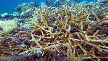 Se estima que en los últimos 50 años han muerto la mitad de los corales de El Caribe
