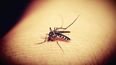 &nbsp;Picadura de un mosquito
