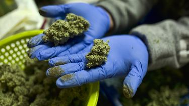 En esta fotografía del 4 de abril de 2019, un trabajador muestra en Gardena, California, cogollos frescos de marihuana recientemente manicurados para su posterior venta.&nbsp;