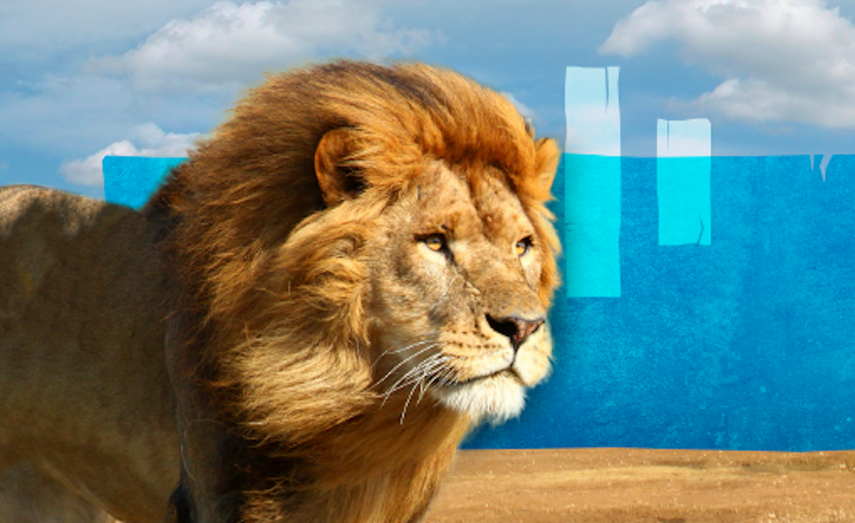 A los leones&nbsp;se les colocó una pelota de fútbol en el espacio al aire libre donde pueden ser observados.