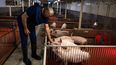 Estos cerdos no son los típicos cerdos de granja, dijo David Ayares, mientras acaricia a varios lechones rosados.&nbsp;Se han invertido millones de dólares en la producción de esta genética. Son animales de muy alto valor.