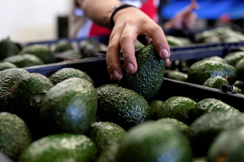 Imágenes de aguacates producidos en California.