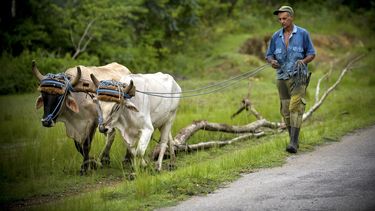 Un campesino usa sus bueyes para mover un tronco en Bahía Honda, provincia de Artemisa, Cuba, el 7 de julio de 2020.