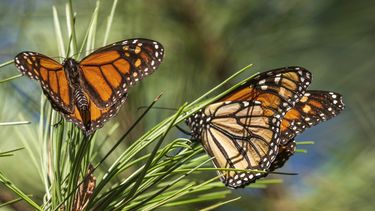 &nbsp;Mariposas monarca en unas ramas del santuario de Pacific Grove, California, el 10 de noviembre de 2021.&nbsp;