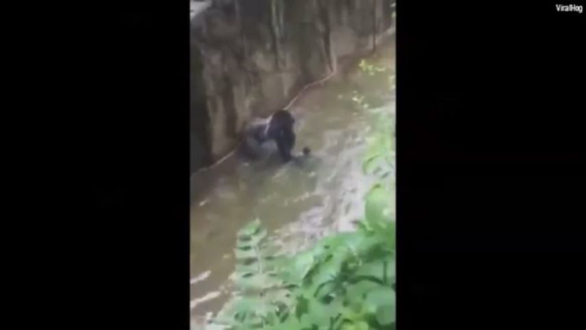  El gorila agarró al niño durante unos diez minutos (CAPTURA DE VIDEO)