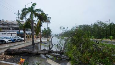 Un árbol arrancado de raíz por el huracán Beryl yace en una calle de Tulum, México, el viernes 5 de julio de 2024.