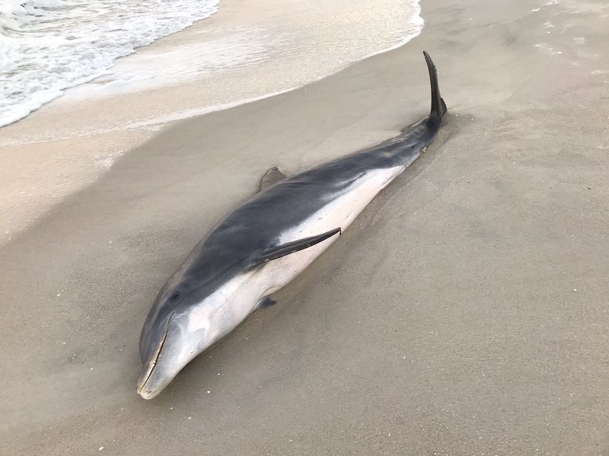 Uno de los delfines atacados por humanos en Florida.&nbsp;