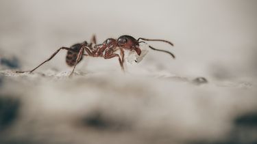 Hormigas para detectar el cáncer