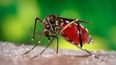 Los mosquitos son transmisores de varias enfermedades.&nbsp;