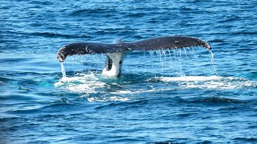 Imagen referencial de una ballena. 