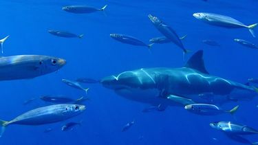 Fotografía del 2 de noviembre de 2018, que muestra un ejemplar de tiburón blanco (Carcharodon carcharias), en aguas de Isla Guadalupe en Ensenada, Baja California (México).